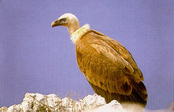 Bjeloglavi sup (Gyps fulvus)